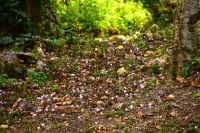 040 NP Krka, Alpenveilchen