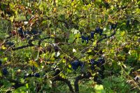 206 Potomje, Weingut Madirazza, Plavac Mali