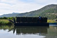 315 Bootsfahrt im Neretvadelta, Mandarinenernte