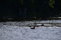 322 Bootsfahrt im Neretvadelta