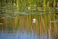 323 Bootsfahrt im Neretvadelta