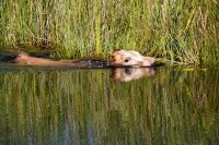 324 Bootsfahrt im Neretvadelta