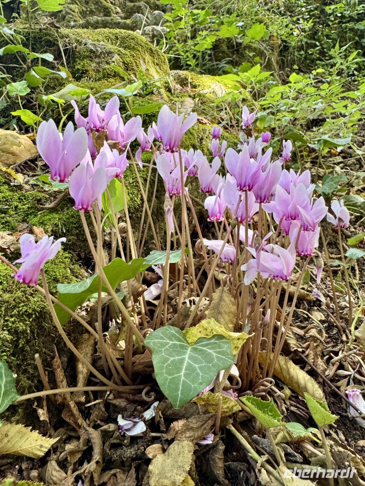 Tag 4 - Alpenveilchen