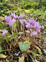 Tag 4 - Alpenveilchen