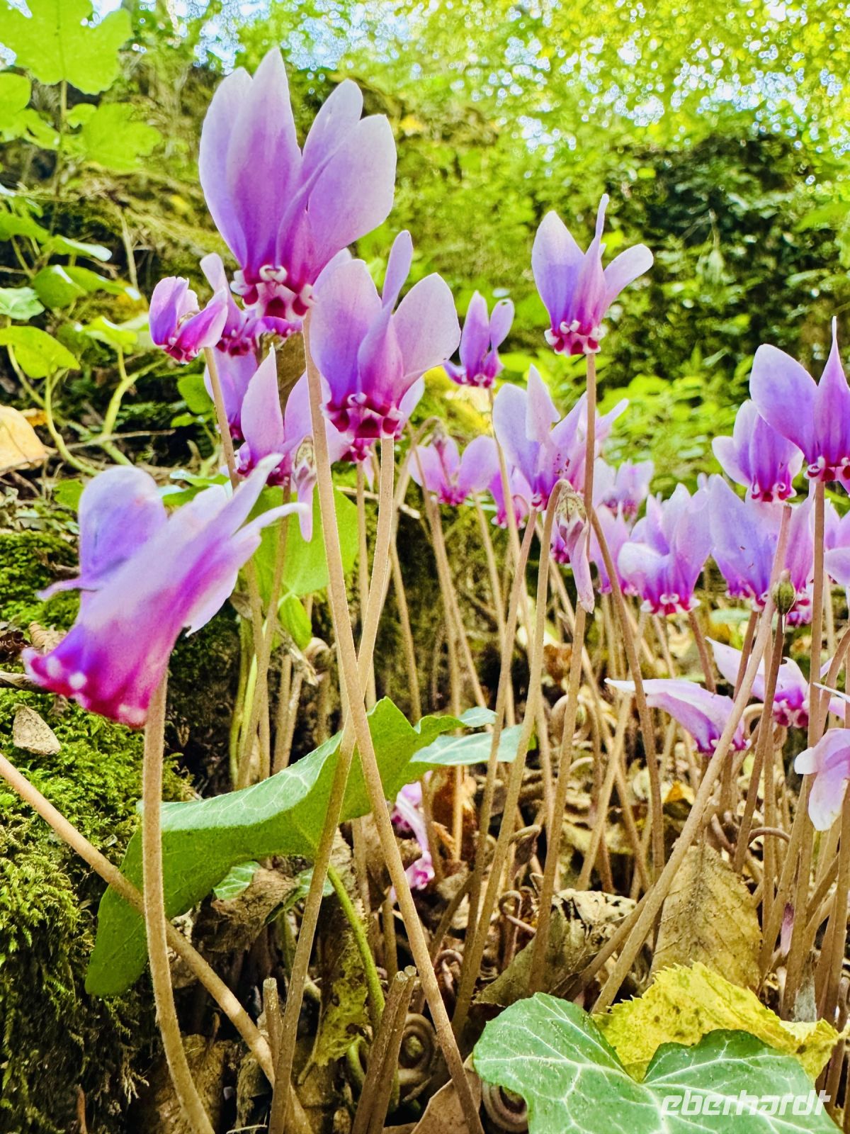 Tag 4 - Alpenveilchen