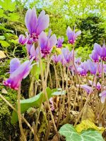 Tag 4 - Alpenveilchen