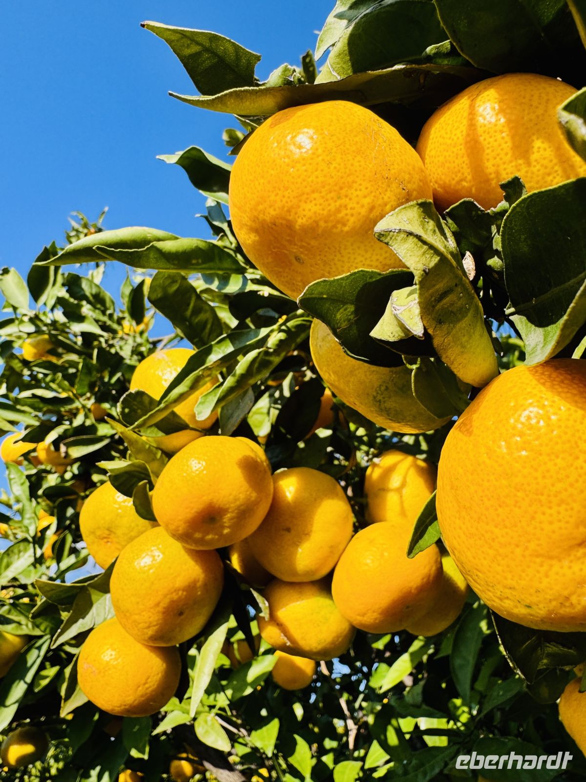 Tag 6 - Mandarinenernte