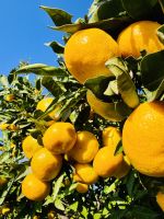 Tag 6 - Mandarinenernte