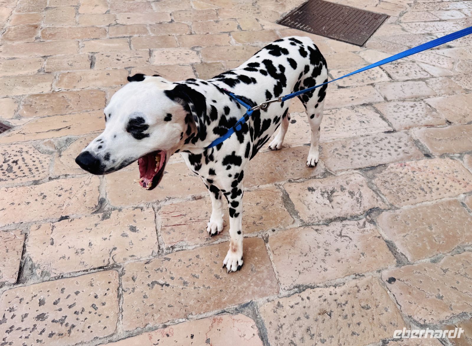 Tag 11 - Dalmatiner 