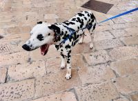 Tag 11 - Dalmatiner 