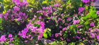 02-31 Zadar, Bougainvillea