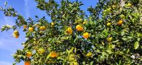 11-20Podgora, Zitronenbaum