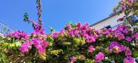 11-25 Podgora, Bougainvillea