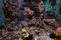 235 Dubrovnik, Aquarium