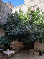 Innenhof mit Gummibaum