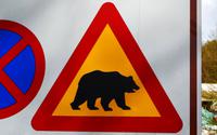 310 Achtung Bär