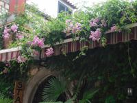 Blütenpracht in Ston