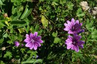 398 Bergblumen