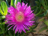 Flora der Adria, Mittagsblume