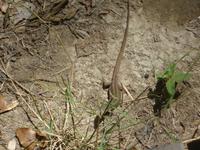 Gecko an den Wasserfällen