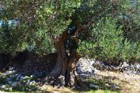 033 Alte Olivenbäume auf Pag