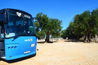 034 Alte Olivenbäume auf Pag