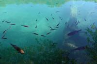 115 NP Plitvicer Seen