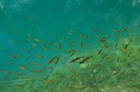 118 NP Plitvicer Seen