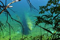 132 NP Plitvicer Seen, Krokodil