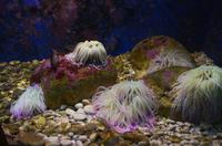 219 Dubrovnik, Aquarium