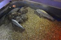 220 Dubrovnik, Aquarium