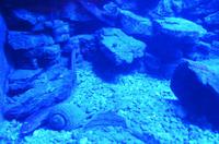 221 Dubrovnik, Aquarium