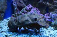 222 Dubrovnik, Aquarium