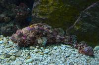 224 Dubrovnik, Aquarium