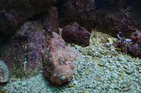 225 Dubrovnik, Aquarium