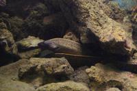 226 Dubrovnik, Aquarium