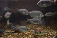 227 Dubrovnik, Aquarium