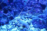 229 Dubrovnik, Aquarium