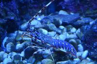 230 Dubrovnik, Aquarium