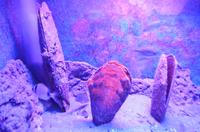 231 Dubrovnik, Aquarium