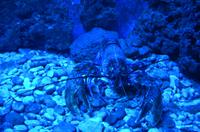 232 Dubrovnik, Aquarium