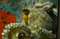 233 Dubrovnik, Aquarium