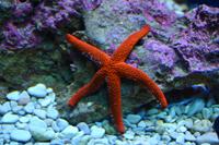 234 Dubrovnik, Aquarium