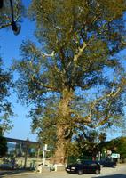 251 500jährige Platane, Aboretum Trsteno