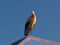 253 Storch in Neum