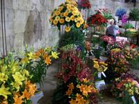 Split, Blumenausstellung im Palast des Diokletian