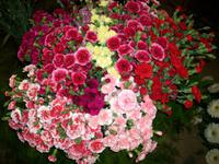 Split, Blumenausstellung im Palast des Diokletian