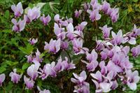 085 Krka NP, Alpenveilchen