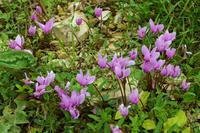 086 Krka NP, Alpenveilchen