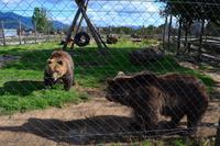 185 Korenica, Braunbären